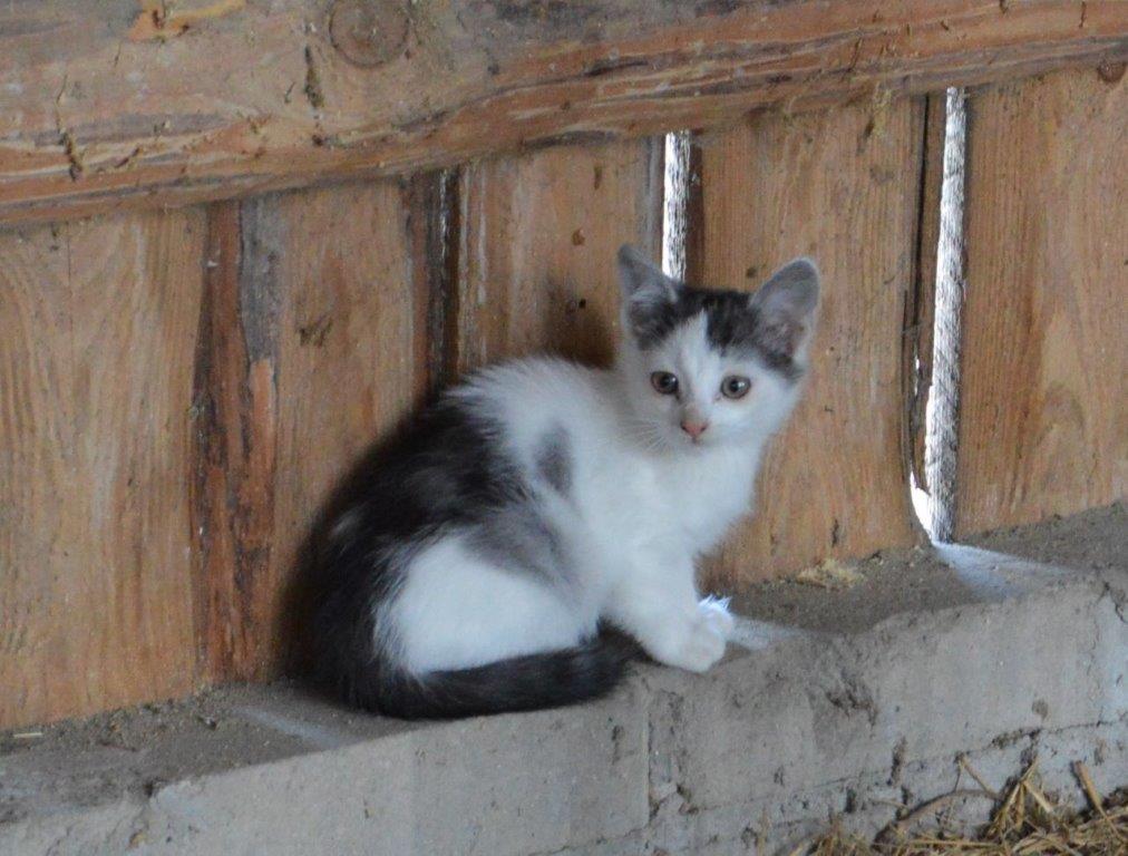 Biało-szary kot na tle drewnianej ściany