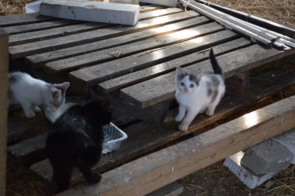 Trzy koty na drewnianych paletach
